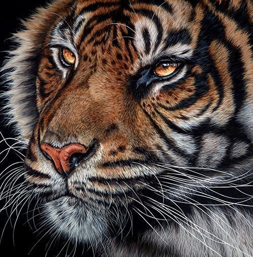 Gina Hawkshaw