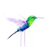 Humming Bird AP