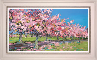 Sun on Cherry Trees